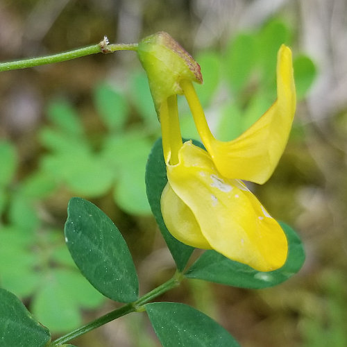 Strauchwicke / Hippocrepis emerus